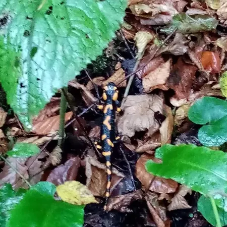 Kuca Homer Mala Lesnica